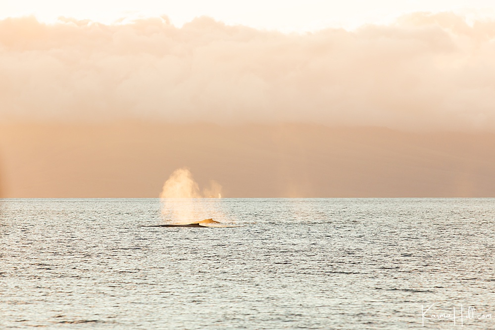 Maui wedding venues - humpback whales