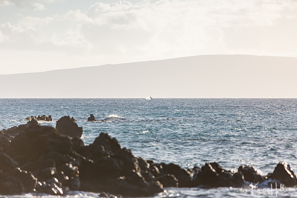 elope on Maui - whales breaching in kihei 