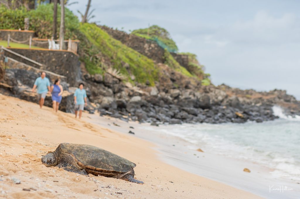 Maui beach photography with turtle